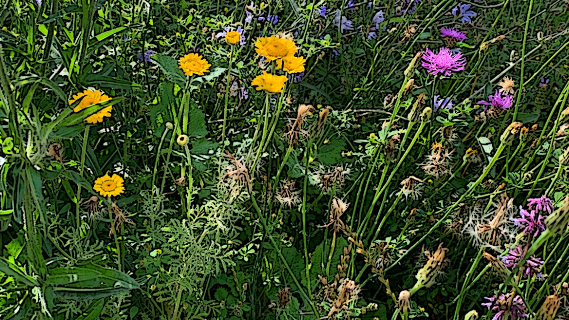 Wilde Blumen-Pracht im Labyrinth: „Für mehr biologische Vielfalt vor der Haustür“