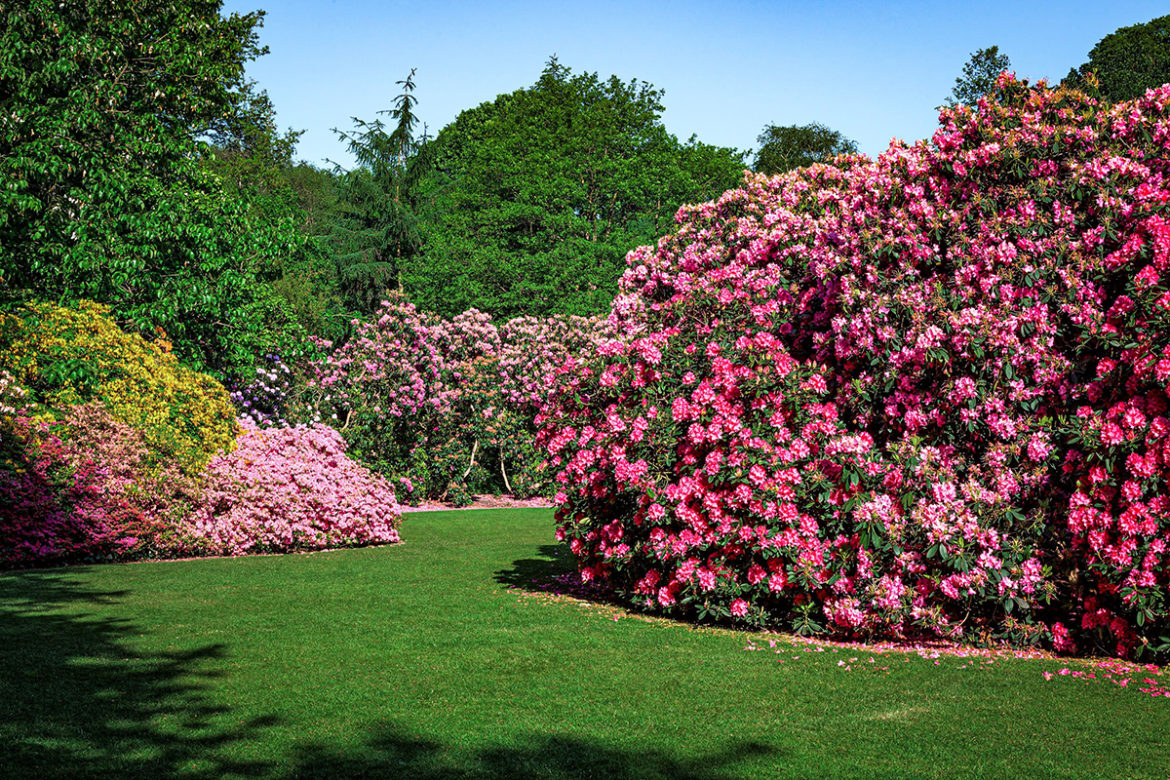Bad Orb blüht auf: Strauss pflanzt Rhododendren am Kurpark