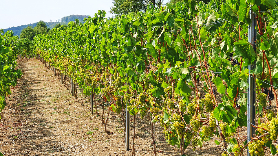 Sonntag, 3. April: Der Weinanbau in Steinau