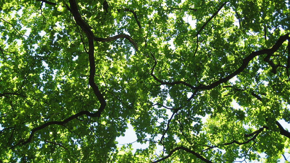 15. Mai: Überlebensstrategie der Bestandsbäume