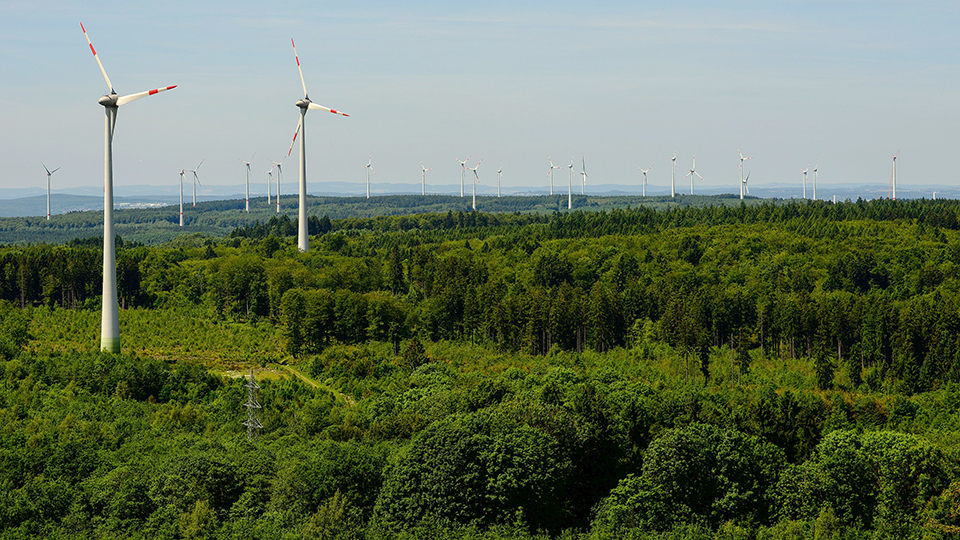Wissenschaftler fordern: Keine Windenergie in Wald und Schutzgebieten!