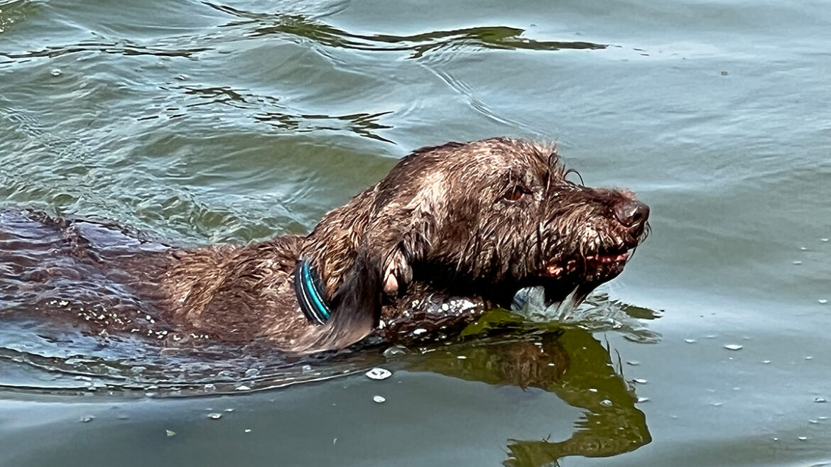 Ende der Freibadsaison und Hundeschwimmen