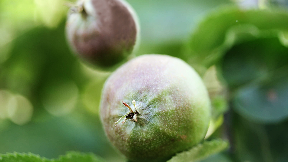 Ab morgen: „Obstgarten Spessart – Apfelwochen“