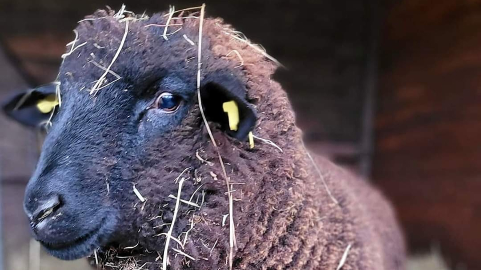 Sieben Schafe suchen ein Zuhause