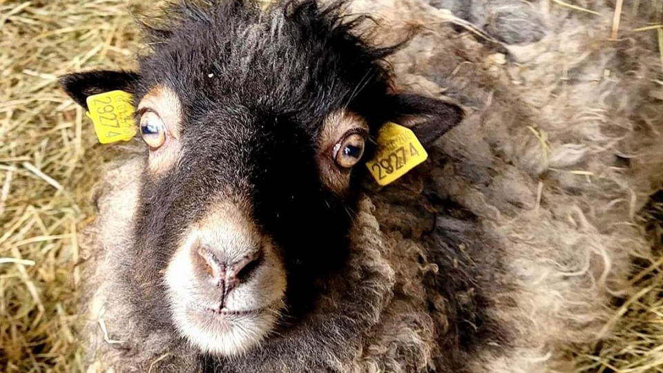 Sieben Schafe suchen ein Zuhause