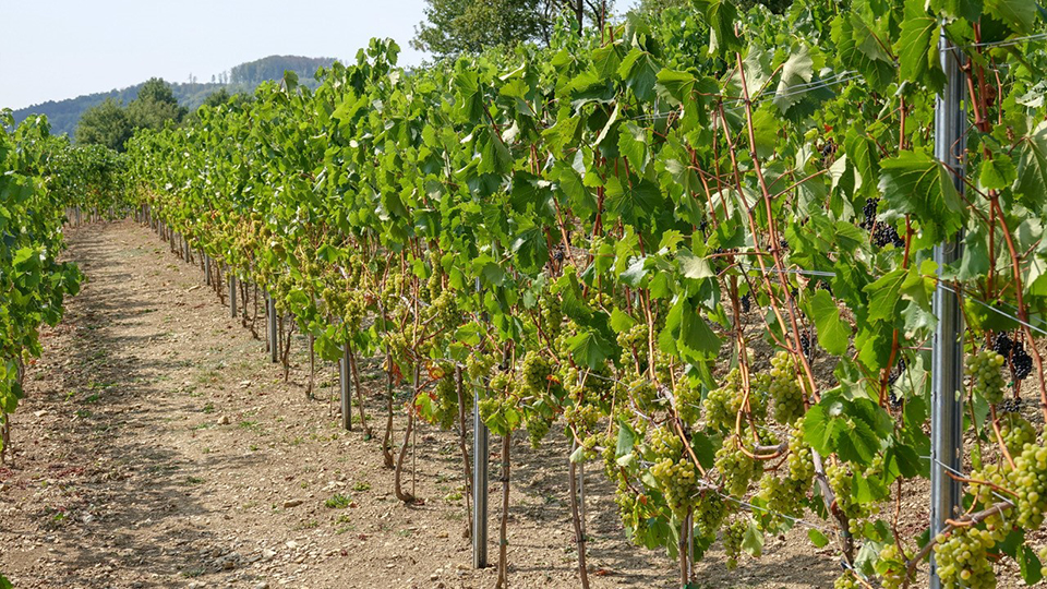 16. April: Der Weinanbau in Steinau