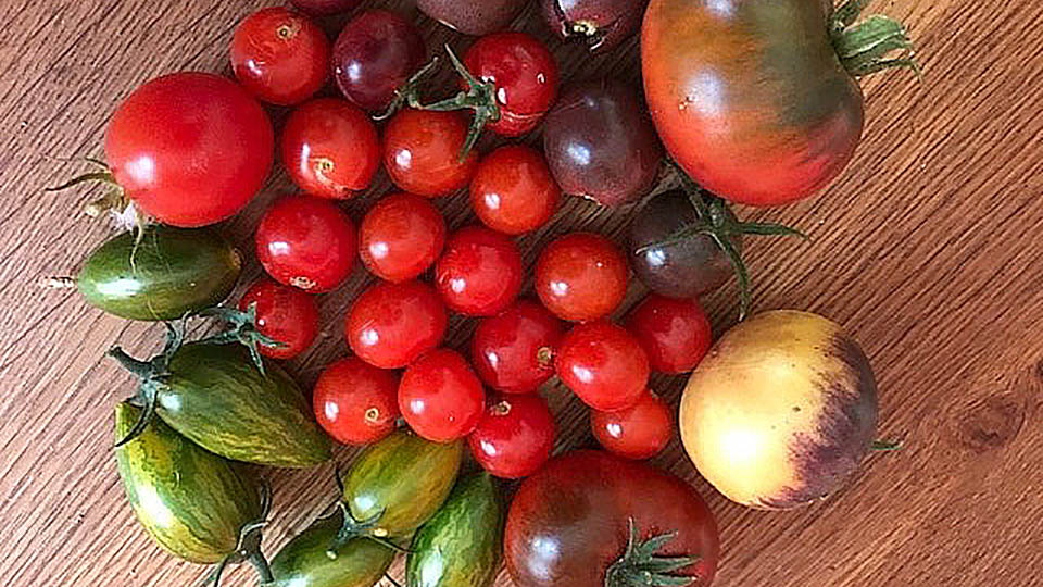 Besondere Tomatenpflanzen im Schafhof