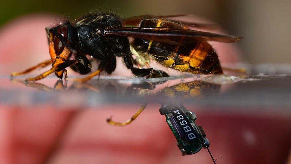 Insektenfreundliche Beleuchtung in der Nacht hilft tagaktiven Bienen