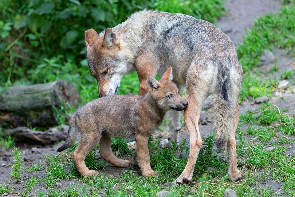 Naturschutzinitiative fordert: Lasst die Wölfe leben!