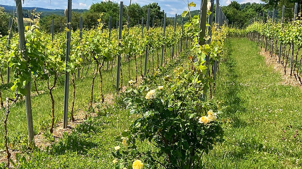 Sonntag, 7. April: Der Weinanbau in Steinau