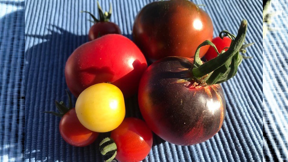 Alte Tomatenpflanzen im „Schaufenster Spessart“