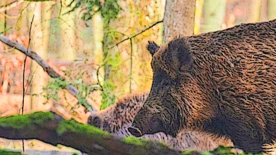 „Übergreifen der Afrikanischen Schweinepest verhindern“