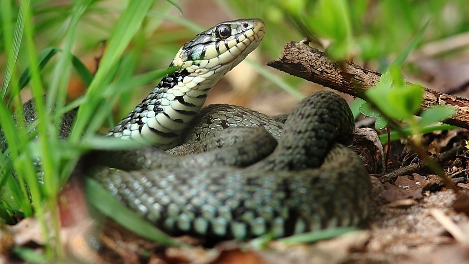 Schlangen – verehrt und gefürchtet