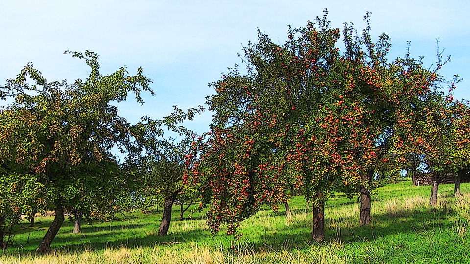 Mehr Obstbäume für Streuobstwiesen