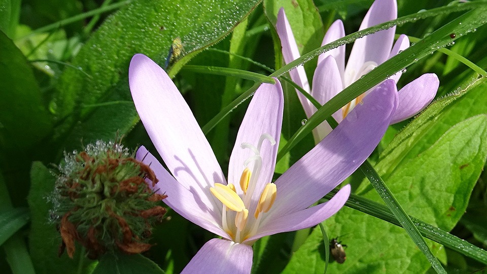 Über die Sommerruhe der Herbstzeitlose